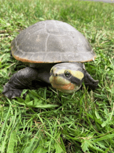 travel to you zoo animals and pricing