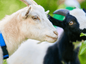 travel to you zoo animals and pricing
