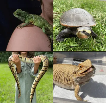 3 (6) reptiles
